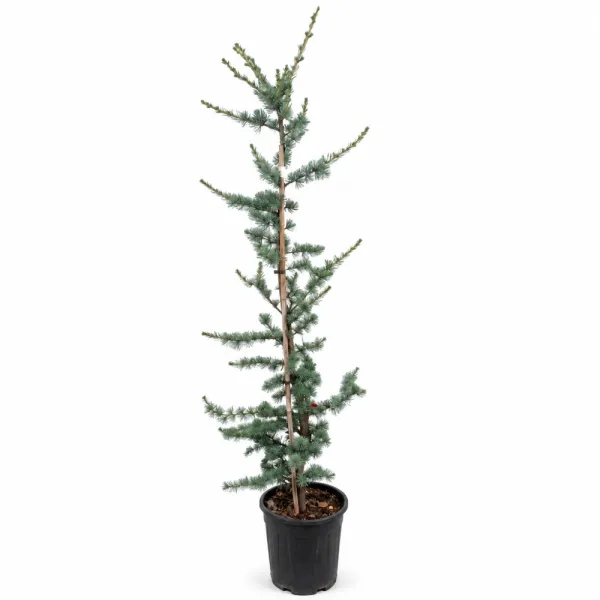 Cedru albastru plângător (Cedrus atlantica glauca pendula), ghiveci 5L, H 130-150 cm