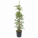 Cedru de Himalaya auriu (Cedrus deodara aurea), ghiveci 5L, H 130-150 cm