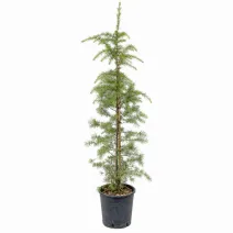 Cedru de Himalaya auriu (Cedrus deodara aurea), ghiveci 5L, H 130-150 cm