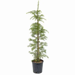 Cedru de Himalaya auriu (Cedrus deodara aurea), ghiveci 5L, H 130-150 cm
