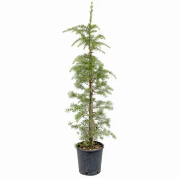 Cedru de Himalaya auriu (Cedrus deodara aurea), ghiveci 5L, H 130-150 cm