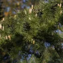 Cedru de Himalaya (Cedrus deodara) la ghiveci C1