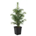 Cedru de Himalaya (Cedrus deodara) la ghiveci C1