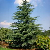 Cedru de Himalaya (Cedrus deodara) la ghiveci C1