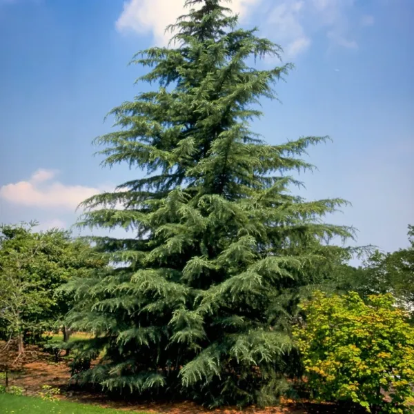 Cedru de Himalaya (Cedrus deodara) la ghiveci C1