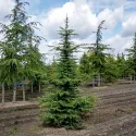 Cedru libanez (Cedrus libani) la ghiveci C1