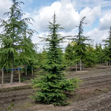 Cedru libanez (Cedrus libani) la ghiveci C1