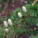 Cedru libanez (Cedrus libani) la ghiveci C1