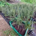 Cedru libanez (Cedrus libani) la ghiveci C1