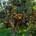 Clementin (Citrus x clementina)
