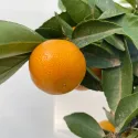 Clementin (Citrus x clementina)