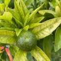 Clementin (Citrus x clementina)