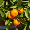 Clementin (Citrus x clementina)
