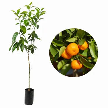 Clementin (Citrus x clementina)