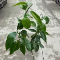 Clementin (Citrus x clementina)