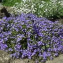 Clopoțel (Campanula) Garganica