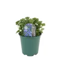 Clopoțel (Campanula) Garganica