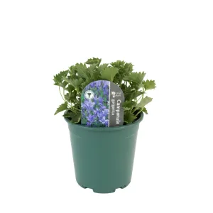 Clopoțel (Campanula) Garganica