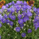 Clopoțel (Campanula) Pearl Blue