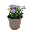 Clopoțel (Campanula) Pearl Blue