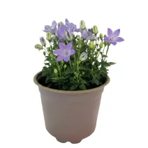 Clopoțel (Campanula) Pearl Blue