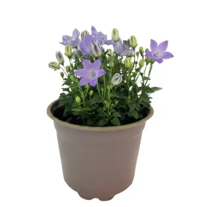 Clopoțel (Campanula) Pearl Blue