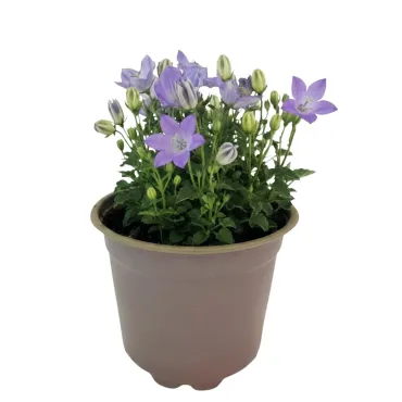 Clopoțel (Campanula) Pearl Blue