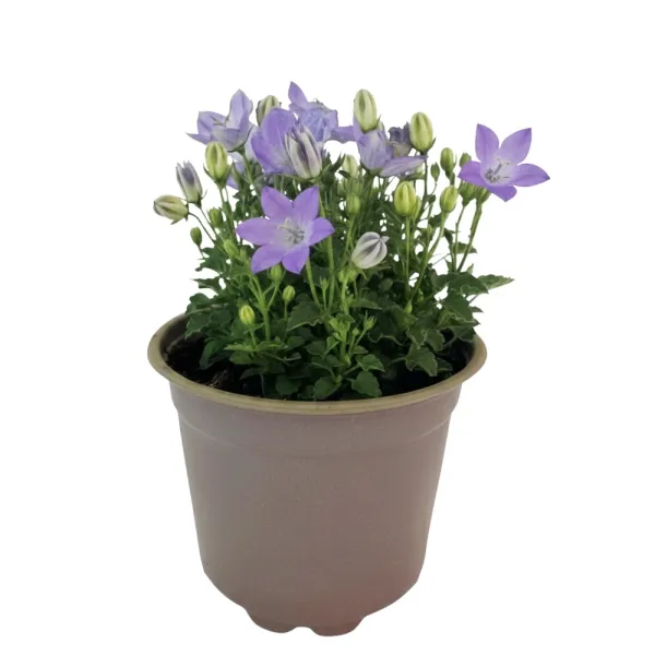 Clopoțel (Campanula) Pearl Blue