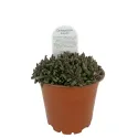 Floare de cristal (Delosperma) Jewel of Desert Rosequartz