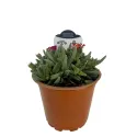 Floare de cristal (Delosperma) Ocean Sunset Violet