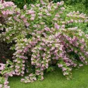 Deutzia Strawberry Fields