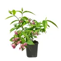 Deutzia Strawberry Fields