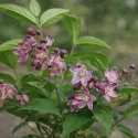 Deutzia Strawberry Fields