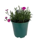 Garofițe (Dianthus) Kahori Pink