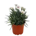 Garofițe (Dianthus) Silver Star