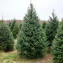 Duglas (Pseudotsuga menziesii) la ghiveci P12
