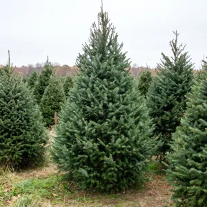 Duglas (Pseudotsuga menziesii) la ghiveci P12