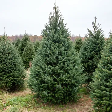 Duglas (Pseudotsuga menziesii) la ghiveci P12