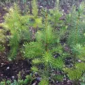 Duglas (Pseudotsuga menziesii) la ghiveci P12