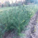 Duglas (Pseudotsuga menziesii) la ghiveci P12