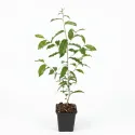 Măslin de toamnă (Elaeagnus umbellata) Pointilla Amoroso