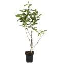 Măslin de toamnă (Elaeagnus umbellata) Pointilla Fortunella