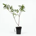 Măslin de toamnă (Elaeagnus umbellata) Pointilla Sweet and Sour