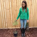 Euonymus pe tulpină, ghiveci 5L, H 70-90 cm