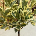 Euonymus pe tulpină, ghiveci 5L, H 70-90 cm