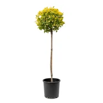 Euonymus pe tulpină, ghiveci 20L, H 130-150 cm