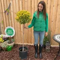 Euonymus pe tulpină, ghiveci 20L, H 130-150 cm