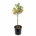 Euonymus pe tulpină, ghiveci 5L, H 70-90 cm