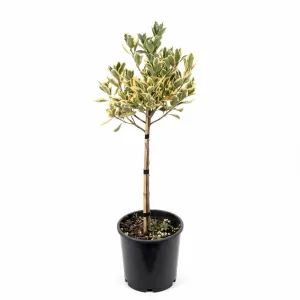 Euonymus pe tulpină, ghiveci 5L, H 70-90 cm