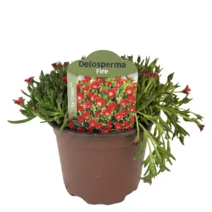 Floare de cristal (Delosperma) Icecream Fire